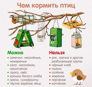 Птичкин день 
