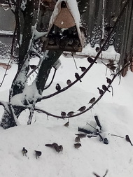 Седовичева София, «Гости»