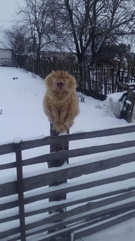 Курмей М. В., «Кот»